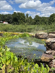 Aeschynomene fluitans