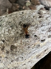 Camponotus vafer