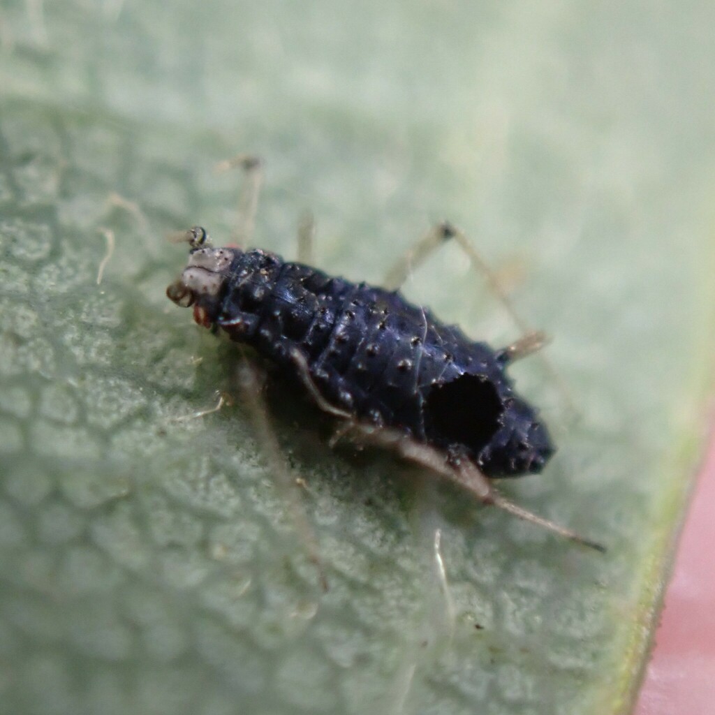 Aphelinus thomsoni