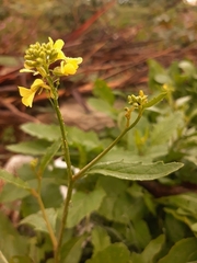 Brassiceae