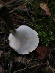 Lentinus substrictus