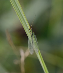 Chrysopa walkeri