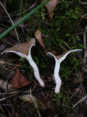 Lentinus substrictus
