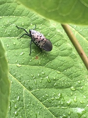 Lycorma delicatula
