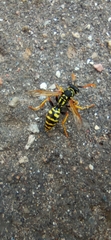Polistes dominula