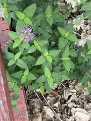 Monarda × medioides