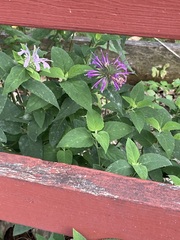 Monarda × medioides