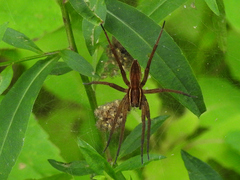 Dolomedes striatus