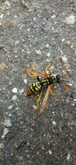 Polistes dominula