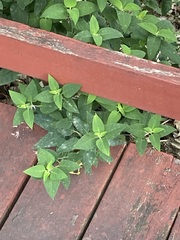 Monarda × medioides