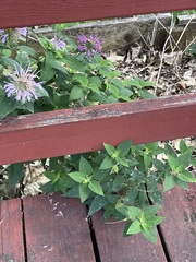 Monarda × medioides