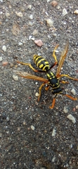 Polistes dominula