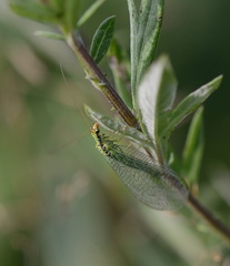 Chrysopa walkeri