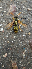 Polistes dominula