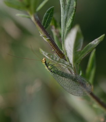 Chrysopa walkeri