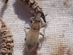 Lixus angustus