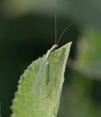 Chrysopa walkeri