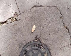 Libidibia ferrea leiostachya