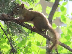 Tamiasciurus hudsonicus