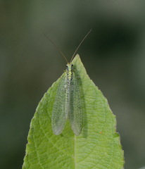 Chrysopa walkeri