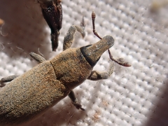 Lixus angustus