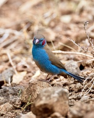 Uraeginthus bengalus