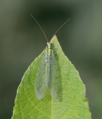 Chrysopa walkeri