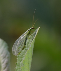 Chrysopa walkeri