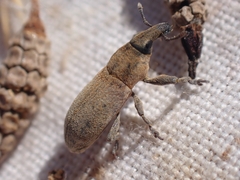Lixus angustus