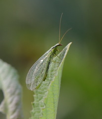 Chrysopa walkeri