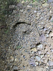 Myrmecocystus mexicanus