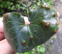 Puccinia asarina