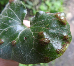 Puccinia asarina