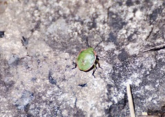 Chlorochroa persimilis
