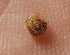 Euomphalia strigella