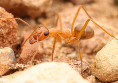 Myrmecocystus mexicanus