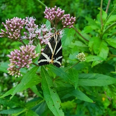 Euplagia quadripunctaria