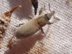 Lixus angustus