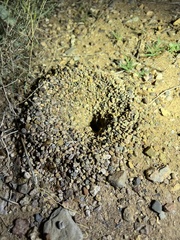 Myrmecocystus mexicanus