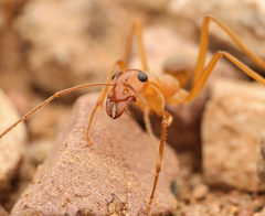Myrmecocystus mexicanus