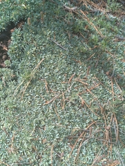 Petrophytum caespitosum caespitosum