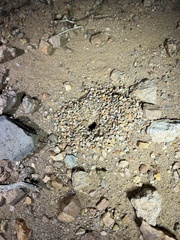 Myrmecocystus mexicanus