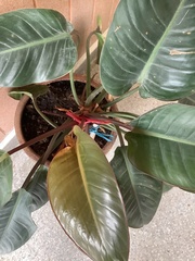 Philodendron