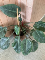 Philodendron