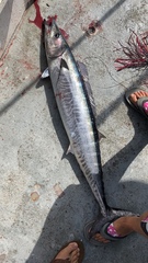 Acanthocybium solandri