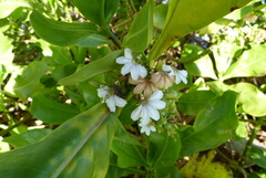 Piletocera fluctualis