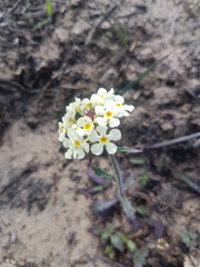 Manulea corymbosa