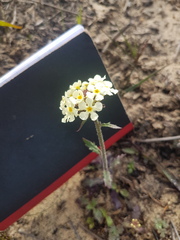 Manulea corymbosa