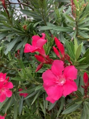 Nerium oleander