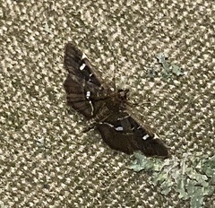 Diathrausta reconditalis